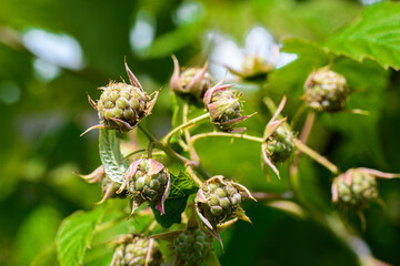 Soon they will be ripe!