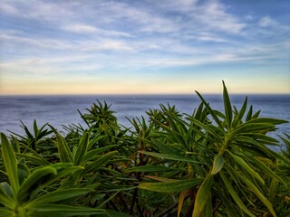 piante macchia mediteranea