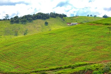 country house near the plantation