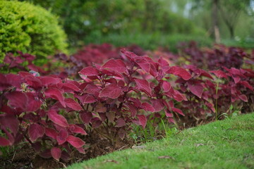 Coleus atropurpureus plant growing in city park gardens