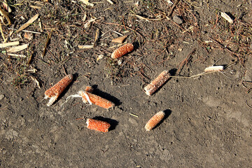 Remains of corn in field, after harvesting