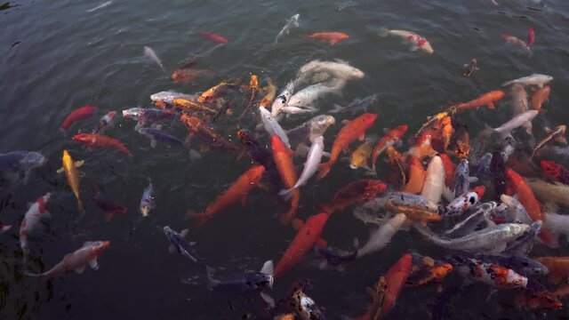Feeding flock of multicolored koi carps (Cyprinus carpio haematopterus) in a pond of a japanese garden
