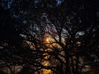 bosco al tramonto