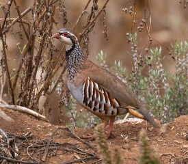 Barbary partridge