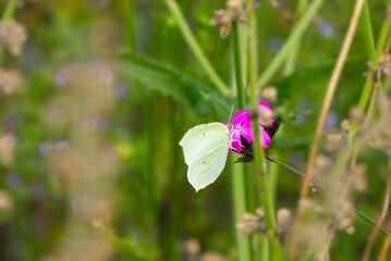 Common brimstone butterfly (Gonepteryx rhamni) perched on pink flower in Zurich, Switzerland