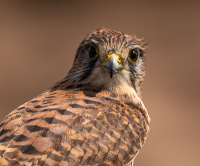 Close-up common kestrel (female)
