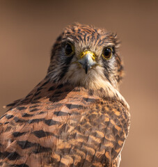 Close-up common kestrel (female)