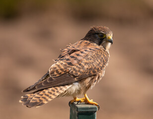 Common kestrel (female) on fence post