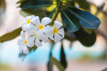 white frangipani tropical flower, plumeria flower blooming on tree, spa flower