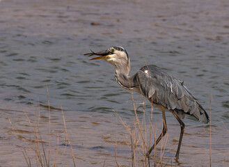 Grey heron with freshly caught fish