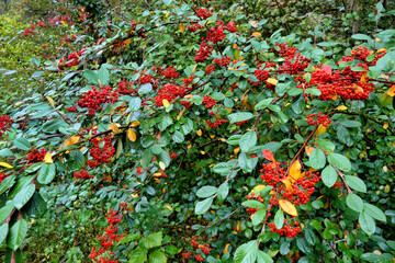 Cotoneaster lacteus (Parney Cotoneaster) festooned with clusters of vibrant red berries
