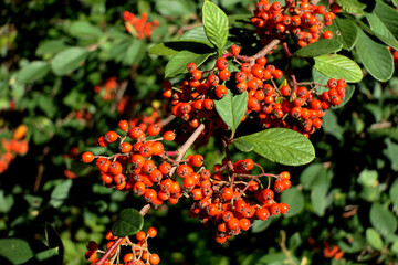 Cotoneaster lacteus (Parney Cotoneaster) festooned with clusters of vibrant red berries
