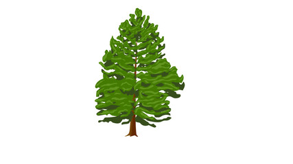 Douglas fir illustration