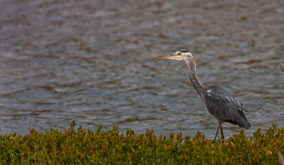 Grey heron in sunshine