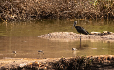 Glossy Ibis in wetland setting