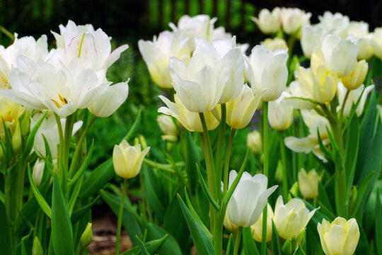 White and pink multiflowering bouquet tulip flowers Candy Club