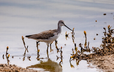 Common Sandpiper