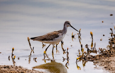 Common Sandpiper