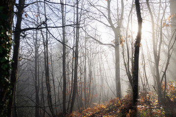Fototapeta na wymiar Foggy Landscape in Aveyron France