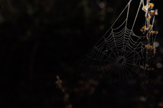 Spiderweb in the dark