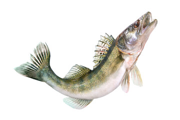 Pike perch river fish on white background - obrazy, fototapety, plakaty