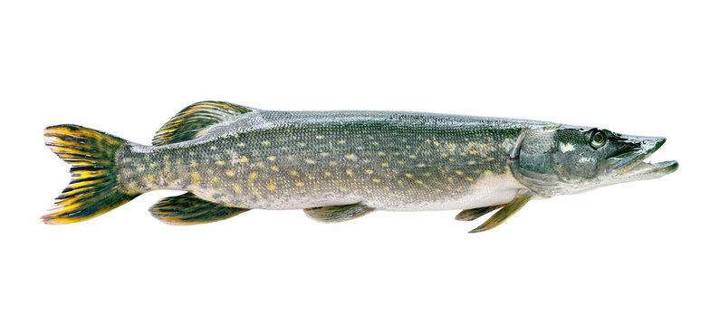 Freshwater pike fish (esox lucius) isolated on white background
