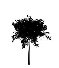 Fototapeta premium Black silhouette of a deciduous tree on a white background