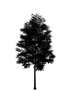 Black silhouette of a deciduous tree on a white background