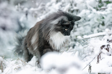 Katze im Schnee