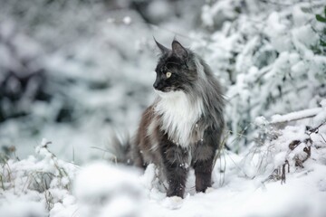 Obraz premium Katze im Schnee