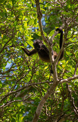 Baby monkey