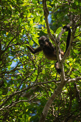 Obraz premium Baby monkey on tree eating
