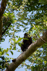 Monkey watching you