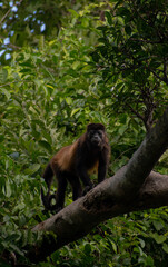 Monkey watching at camera 