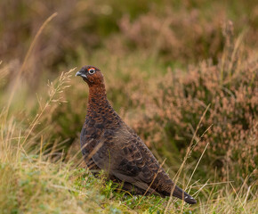 Red grouse on heather moor