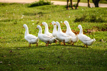 Group of American Pekin ducks or white pekins in the lush green meadows