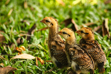 Close up of free-range chicks in the grassy meadow showing the peaceful candid moment of rural life, slow living, self-sufficient sustainable lifestyle