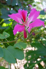 Bauhinia purpure pink flower on natural light bokeh blur background