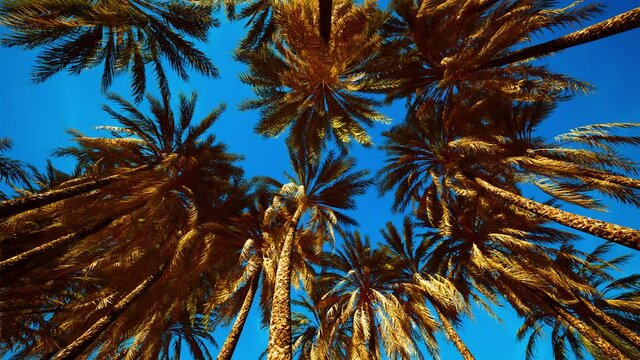 Coconut palm tree foliage under sky