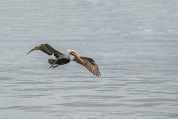 Brown Pelican flying over water