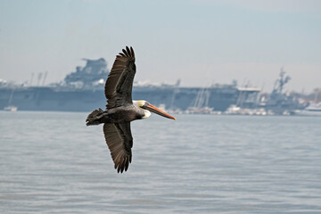 Brown Pelican soaring over harbor, with aircraft carrier in background.