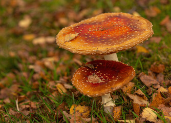 Fly Agaric, a toxic mushroom