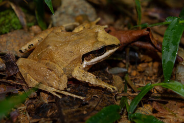 Naklejka premium frog in the forest