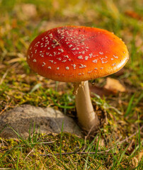 Fly Agaric, a toxic mushroom