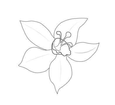 flor de vainilla dibujo líneas colorear