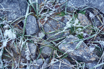 Frozen plants on the winter ground
