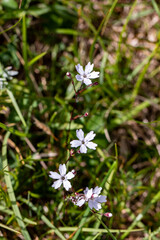 Heliosperma pusillum flower growing in meadow, macro