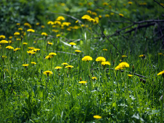 blooming dandelions meadow