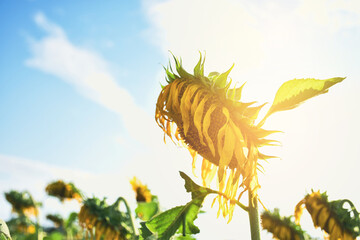 Obraz premium Sunflowers wither in a garden against a backdrop of sky and sunlight