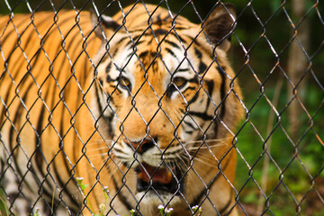 A tiger behind a chain link fence in Phnom Tamao Wildlife Sanctuary at Takeo Province, Cambodia